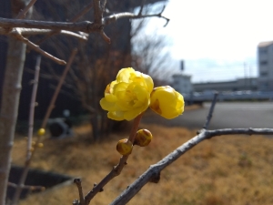 20260209_roubai s.jpg