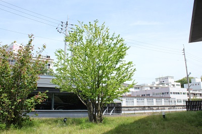 2305293.JPG
