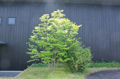 2305298.JPG