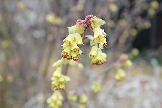 s-IMG_6918.jpg
